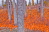 Impressionistic View Of Trees Along The Shore Of Kathleen Lake, Kluane National Park, Yukon. Done With Intentional Camera Motion. PosterPrint - Item # VARDPI2037289