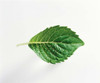 Close up of green leaf on light grey Poster Print by Panoramic Images (16 x 14) - Item # PPI118094
