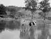 Cows in pond Poster Print - Item # VARSAL255419503