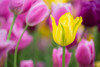 Yellow, pink and purple Tulips blooming in a garden, Chicago Botanic Garden, Lake Cook Road, Glencoe, Illinois, USA Poster Print - Item # VARPPI169177