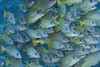 Hawaii, School Of Bluestripe Snapper (Lutjanus Kasmira). PosterPrint - Item # VARDPI1981001
