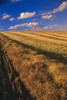 Canola Field, Tiger Hills, Manitoba PosterPrint - Item # VARDPI2019035