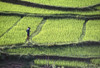 Farmer In Rice Paddy, Elevated View PosterPrint - Item # VARDPI1892061