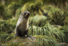 Antarctic fur seal (Arctocephalus gazella) in rocky tussock grass; Antarctica PosterPrint - Item # VARDPI12303571