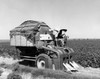Farmer using a combine in a cotton field  Texas  USA Poster Print - Item # VARSAL25530499