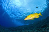 Yellowtail Snapper, Molokini Crater, South Maui, Hawaii, Usa PosterPrint - Item # VARDPI1834731