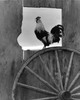 Side profile of a rooster perching in a window Poster Print - Item # VARSAL25549964