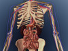 Human skeleton showing kidney, stomach, intestines and nervous system Poster Print - Item # VARPSTSTK701128H