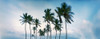 Low angle view of palm trees, Santa Maria Del Mar Beach, Havana, Cuba, Poster Print - Item # VARPPI169862
