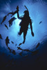 Hawaii, Silhouetted Diver And Reef Fish, View From Below, Sunburst PosterPrint - Item # VARDPI2001987