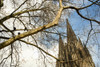 Cologne Cathedral (Kolner Dom) Through Tree Branches, Cologne,Germany PosterPrint - Item # VARDPI1904281