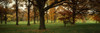 Trees in autumn Poster Print - Item # VARPPI76118