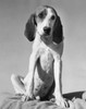 Front view of an American Foxhound puppy sitting on a blanket Poster Print - Item # VARSAL25531247