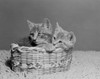 Two kittens in basket Poster Print - Item # VARSAL255422010