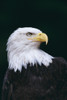 Alaska, Tongass National Forest, Bald Eagle Close-Up (Haliaeetus Leucocephalus) Portrait PosterPrint - Item # VARDPI1998888