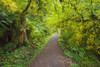 A Trail In Silver Falls State Park; Oregon, United States Of America PosterPrint - Item # VARDPI1900706