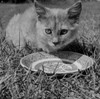 Cat drinking from plate Poster Print - Item # VARSAL255423909