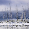 Fresh Snowfall And Bare Trees On The Vermillion Lakes, Banff National Park, Alberta, Canada PosterPrint - Item # VARDPI2072321