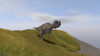 Ceratosaurus running across a grassy field Poster Print - Item # VARPSTKVA600489P