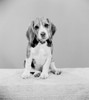 Studio shot of Beagle Poster Print - Item # VARSAL255424876