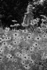 Girl picking up daises Poster Print