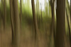 Motion blur of trees; Ontario, Canada PosterPrint - Item # VARDPI12271049