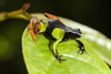 Close-up of a Painted mantella (Mantella madagascarensis) frog  Madagascar Poster Print by Panoramic Images (16 x 11) - Item # PPI119355