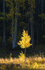 Northwest Colorado, Sunlight Illuminating Single Fall-Colored Aspen Tree. PosterPrint - Item # VARDPI1973928