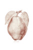 Historic illustration of Kieffer Pear from 20th century. PosterPrint - Item # VARDPI12272557
