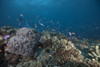 Schooling anthias fish and healthy corals of Beqa Lagoon, Fiji Poster Print - Item # VARPSTTMO400484U