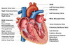 Anatomy of heart interior, frontal section Poster Print - Item # VARPSTSTK700206H