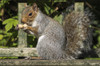 Squirrel holding a shelled peanut; Gateshead, Tyne and Wear, England PosterPrint - Item # VARDPI12300941