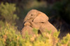 African elephant calves at play, Samburu National Reserve, Kenya Poster Print - Item # VARPPI89934