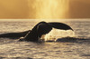Two Humpback Whales Backlit In Izhut Bay, Southwest Alaska, Summer PosterPrint - Item # VARDPI2323619
