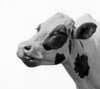 Dairy cows head Poster Print - Item # VARSAL255418841