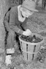 Boy picking-up nuts Poster Print - Item # VARSAL255423017