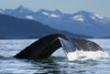 A Humpback whale lifts its flukes as it returns to the depths to feed in the bountiful waters of Alaska's Inside Passage, Tracy Arm in the distance, Stephens Passage, near Juneau. PosterPrint - Item # VARDPI2432384