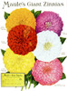 Historic Maule's seed catalog with illustration of giant Zinnnias flower from 20th century. PosterPrint - Item # VARDPI12272547