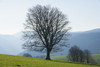 Beech tree near Hofsgrund; Black Forest, Germany PosterPrint - Item # VARDPI2429644