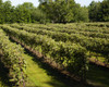 Vineyard; Dunham, Quebec, Canada PosterPrint - Item # VARDPI12254185