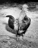 Rooster on dirt Poster Print - Item # VARSAL25525944