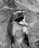 Porpoise  high angle view Poster Print - Item # VARSAL255424604