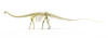 3D rendering of a Diplodocus dinosaur skeleton, side view. Diplodocus was a giant herbivorous dinosaur of the late Jurassic period Poster Print - Item # VARPSTVET600020P