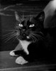 Domestic cat portrait Poster Print - Item # VARSAL255423623