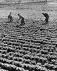 Three farmers in a cabbage field Poster Print