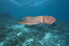 Micronesia, Palua, Common Cuttlefish, (Sepia Officinalis) Near The Ocean Floor. PosterPrint - Item # VARDPI1989783