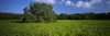 Tree in the field, Everglades National Park, Florida, USA Poster Print - Item # VARPPI56999