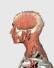 Medical illustration showing human head and neck muscles with veins, side view Poster Print - Item # VARPSTSTK701147H