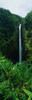 Akaka Falls Poster Print by Panoramic Images (12 x 38) - Item # PPI75275
