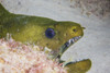 Close-up view of a large green moray eel, Bonaire, Caribbean Netherlands Poster Print - Item # VARPSTTMO400010U